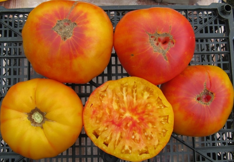 Descrição do tomate variedade abacaxi: características de seu cultivo em terreno aberto e fechado