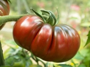 Descrição do tomate variedade abacaxi: características de seu cultivo em terreno aberto e fechado