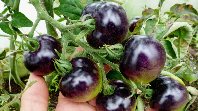 Überraschen Sie Ihre Gäste und Nachbarn mit ungewöhnlichen Tomaten – der Black Bunch F1-Tomate