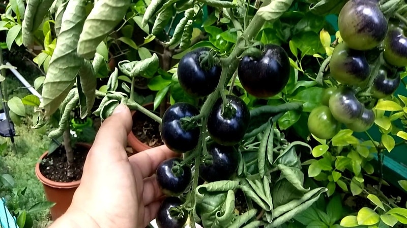 Sorprendi i tuoi ospiti e i tuoi vicini con pomodori insoliti: il pomodoro Black Bunch F1