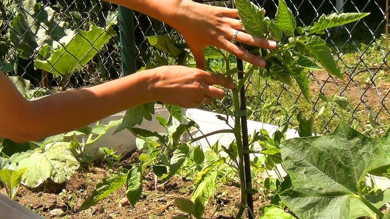 Kejutkan tetamu dan jiran anda dengan tomato yang luar biasa - Tomato Black Bunch F1