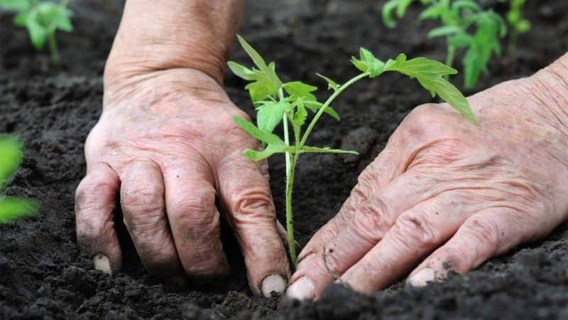 Üllata oma külalisi ja naabreid ebatavaliste tomatitega – Black Bunch F1 tomatiga