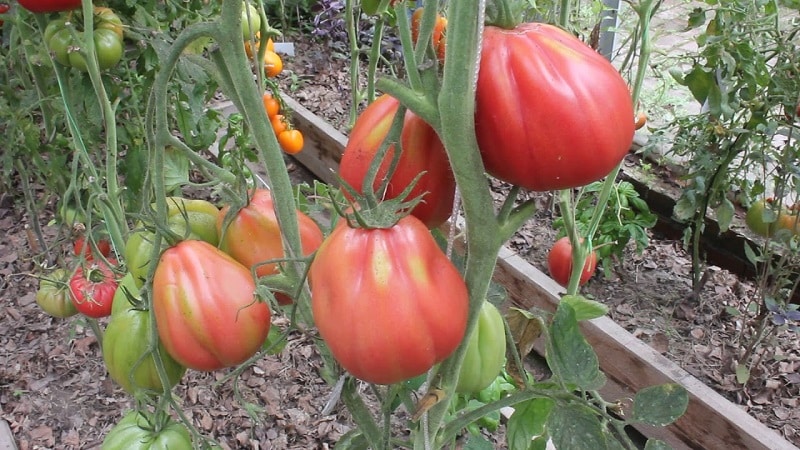 Un tomate Pink Fig de aspecto sorprendente y sabor dulce y afrutado: una variedad para verdaderos gourmets