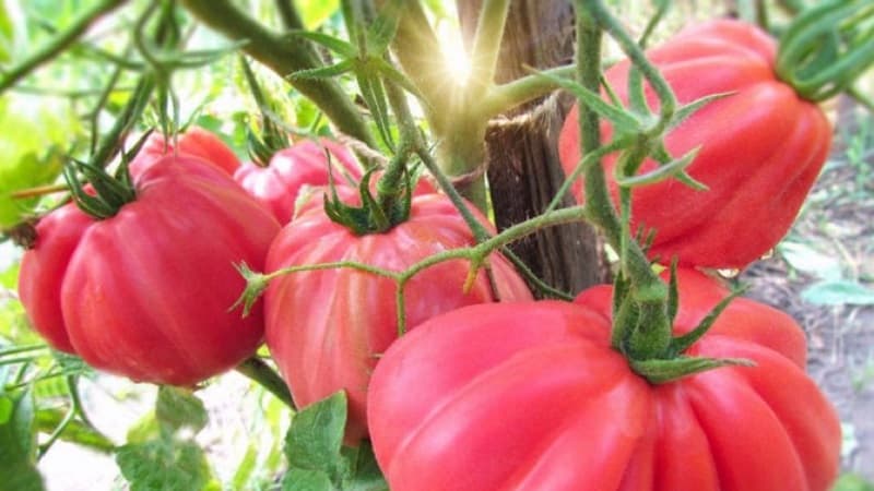 An amazing-looking Pink Fig tomato with a sweet fruity taste - a variety for real gourmets