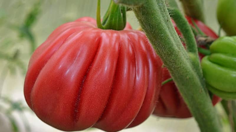 Tomato Pink Fig yang kelihatan menakjubkan dengan rasa buah yang manis - pelbagai untuk gourmet sebenar