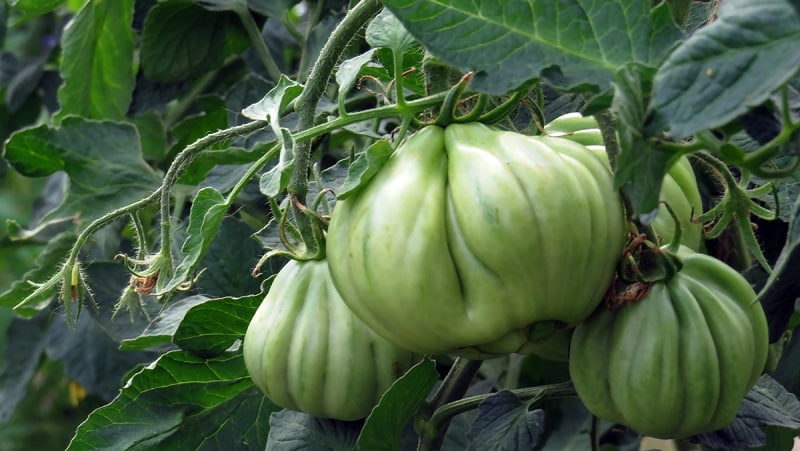 Eine umwerfend aussehende Pink-Feigen-Tomate mit süß-fruchtigem Geschmack – eine Sorte für echte Feinschmecker