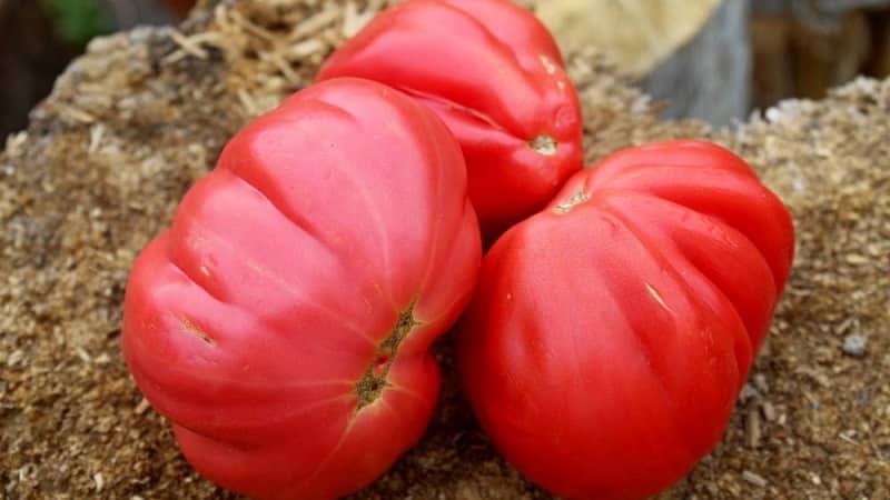 An amazing-looking Pink Fig tomato with a sweet fruity taste - a variety for real gourmets