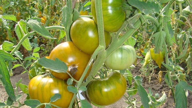 Une incroyable variété de tomates vertes - la tomate des marais pour les vrais gourmets