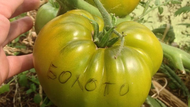 Una straordinaria varietà di pomodori verdi: il pomodoro di palude per veri buongustai