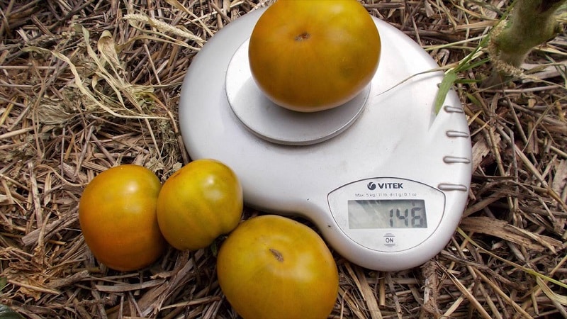 Een verbazingwekkende variëteit aan groene tomaten: de Moerastomaat voor echte fijnproevers