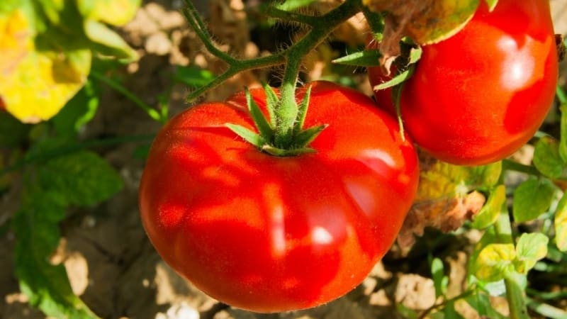 Ultrafrühe, nicht kapriziöse, niedrig wachsende und sehr schmackhafte Tomate Boni MM: ein vollständiger Überblick über die Sorte und ihren Anbau