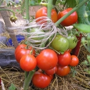 Tomato sangat awal, tidak berubah-ubah, tumbuh rendah dan sangat lazat Boni MM: gambaran keseluruhan lengkap tentang varieti dan penanamannya