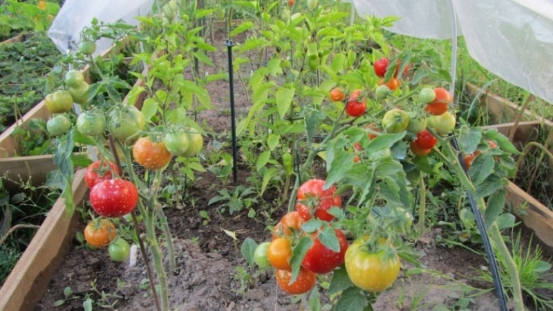 Ultrafrühe, nicht kapriziöse, niedrig wachsende und sehr schmackhafte Tomate Boni MM: ein vollständiger Überblick über die Sorte und ihren Anbau