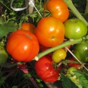 Ultrafrühe, nicht kapriziöse, niedrig wachsende und sehr schmackhafte Tomate Boni MM: ein vollständiger Überblick über die Sorte und ihren Anbau