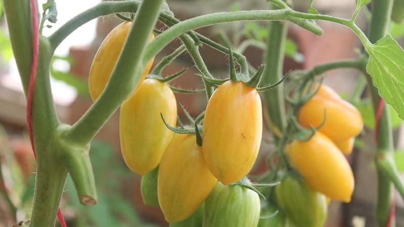 Tomates en miniatura de uso universal y fáciles de cuidar Dedos de miel: creciendo sabiamente