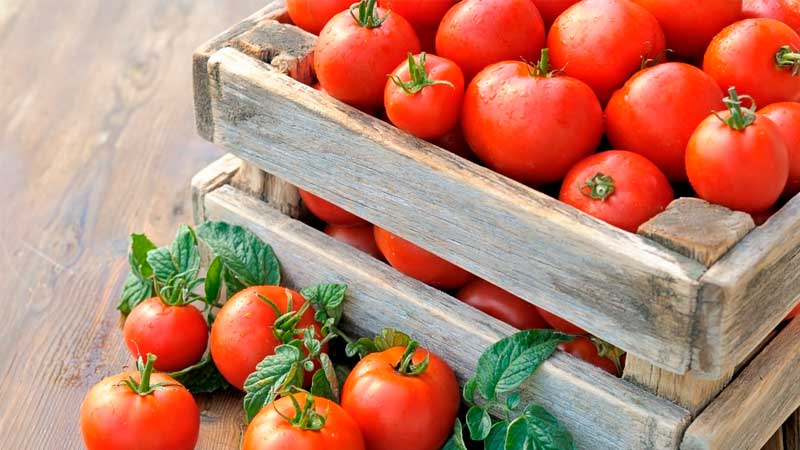 Aprendamos a conservar tomates en casa y disfrutemos de frutas frescas hasta el invierno.