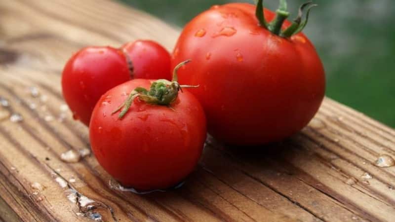 Instrucciones paso a paso sobre cómo cultivar un tomate Moneda: descripción y secretos del cuidado adecuado