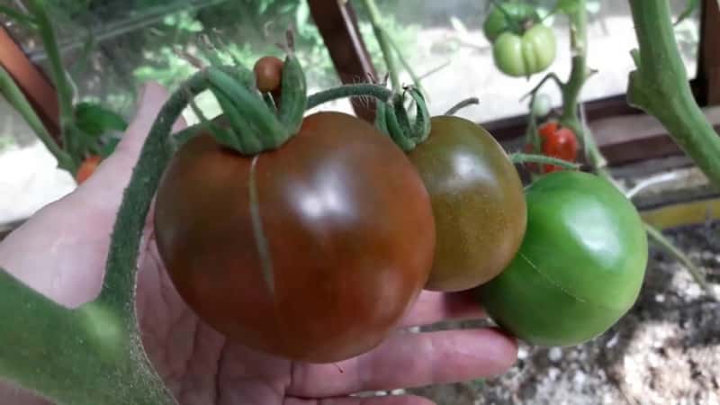 Istruzioni dettagliate su come coltivare un pomodoro Valuta: descrizione e segreti della cura adeguata