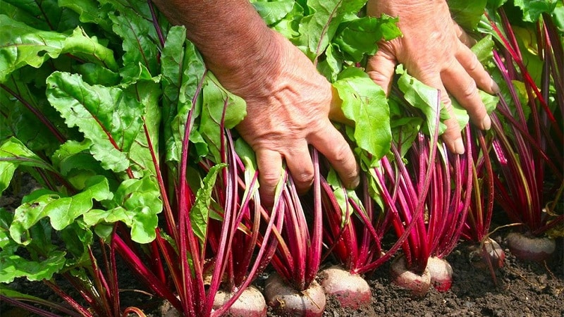 Cultivamos correctamente la remolacha de mesa: desde la elección de la variedad hasta la cosecha