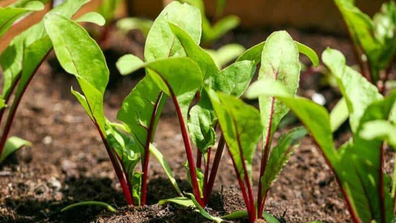 Nagtatanim kami ng mga table beets nang tama: mula sa pagpili ng iba't-ibang hanggang sa pag-aani