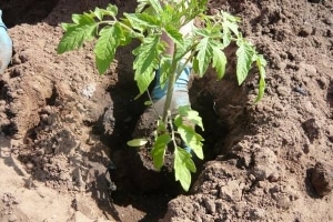 En gave for gartnere - den gylne svigermor-tomaten: egenskaper og beskrivelse av sorten, dyrking og stell