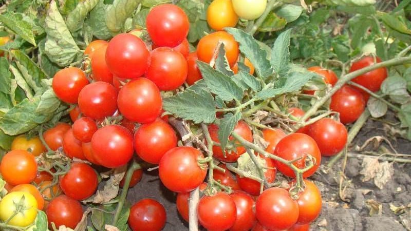 Perle luminose sui cespugli: un pomodoro Pinocchio in miniatura: lo coltiviamo sulla trama e sul balcone di casa