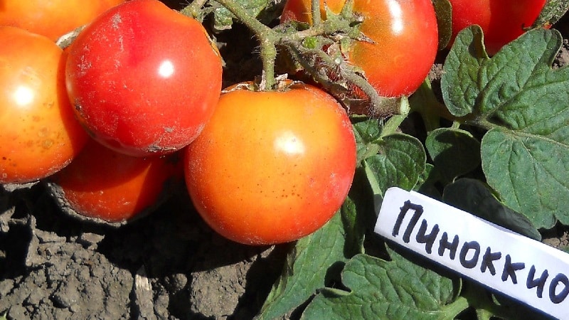 Bright beads on the bushes - a miniature Pinocchio tomato: we grow it on the plot and on the balcony at home