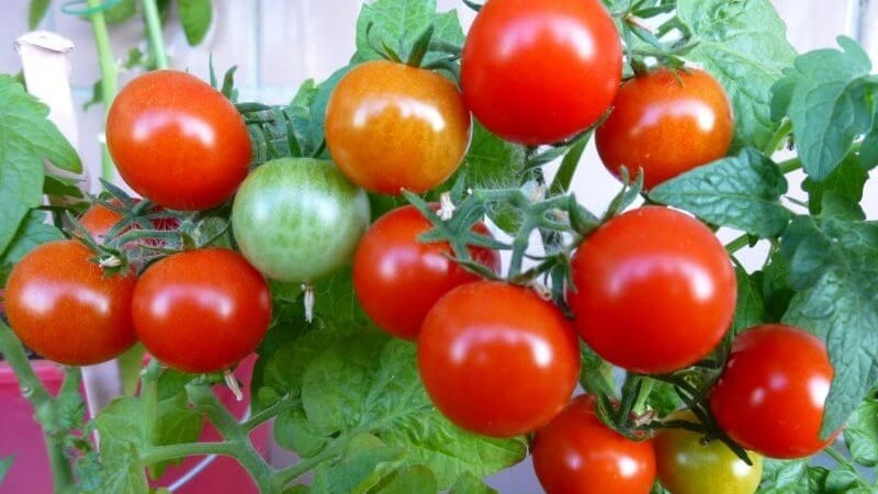 Helle Perlen an den Büschen - eine Miniatur-Pinocchio-Tomate: Wir bauen sie auf dem Grundstück und auf dem Balkon zu Hause an