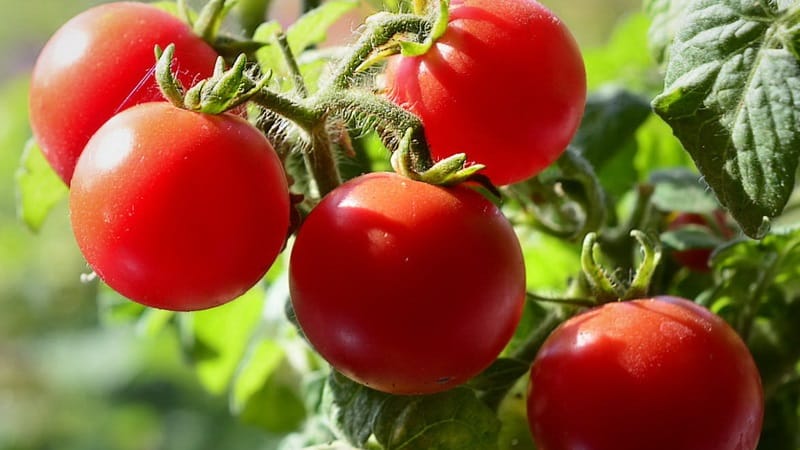 Perle luminose sui cespugli: un pomodoro Pinocchio in miniatura: lo coltiviamo sulla trama e sul balcone di casa