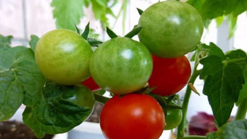 Perle luminose sui cespugli: un pomodoro Pinocchio in miniatura: lo coltiviamo sulla trama e sul balcone di casa