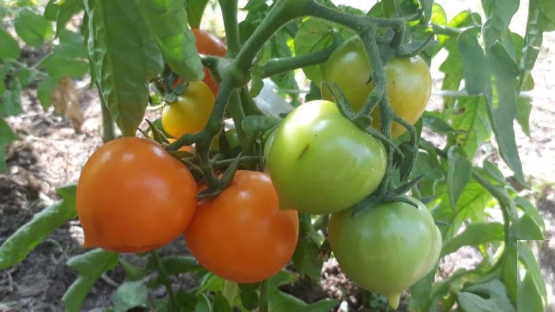 Helder, uiterst nuttig en aanbeden door kinderen, tomateneendje voor het kweken in kassen en open grond