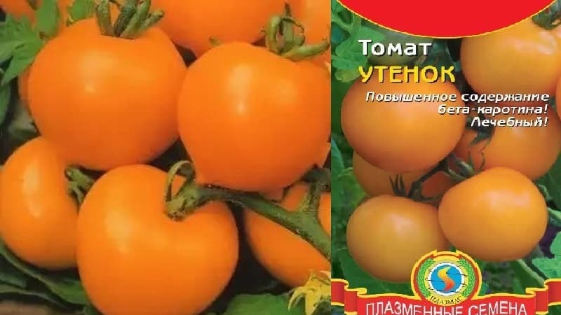 Cerah, sangat berguna dan dipuja oleh kanak-kanak tomato Itik untuk tumbuh di rumah hijau dan tanah terbuka