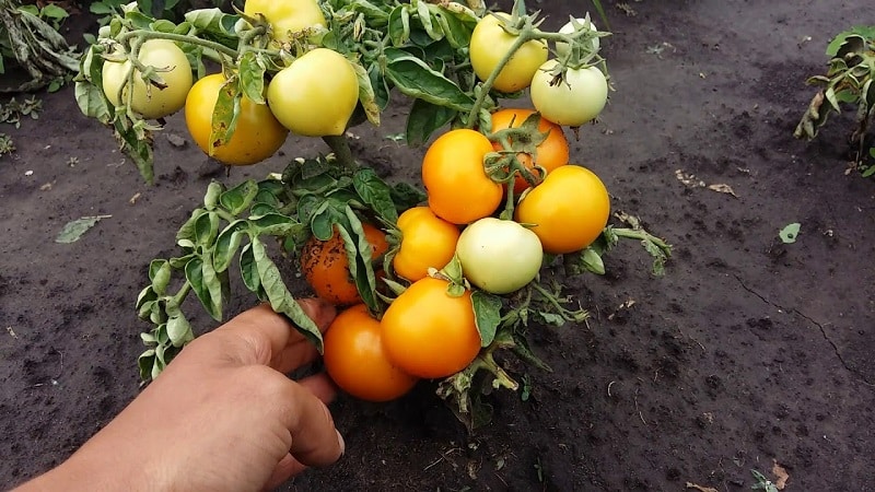 Helder, uiterst nuttig en aanbeden door kinderen, tomateneendje voor het kweken in kassen en open grond