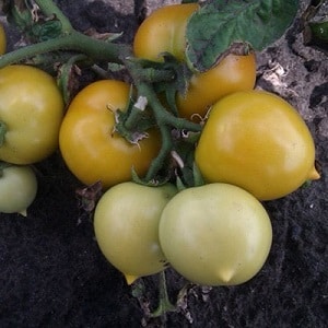 Helder, uiterst nuttig en aanbeden door kinderen, tomateneendje voor het kweken in kassen en open grond