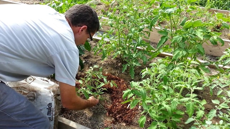 En slående representant for den nye cocktailtypen er påskeegg-tomaten: en fullstendig anmeldelse