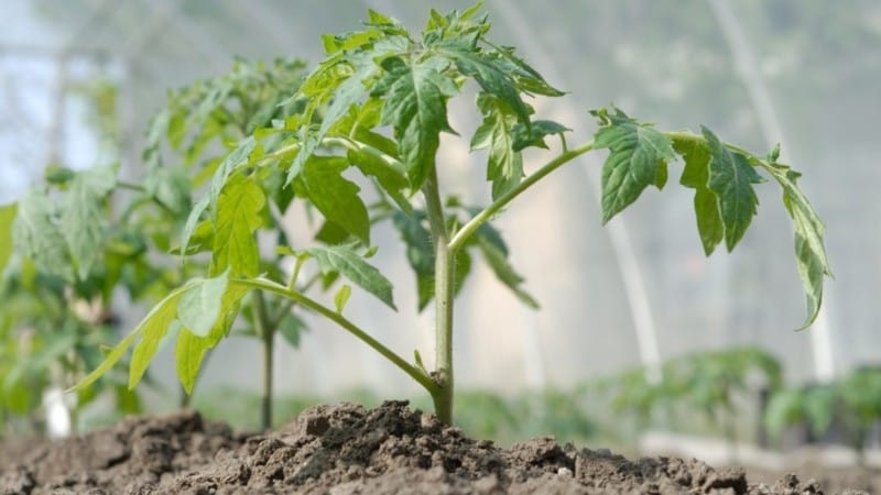 Wakil yang menarik bagi jenis koktel baharu ialah tomato Telur Paskah: ulasan penuh