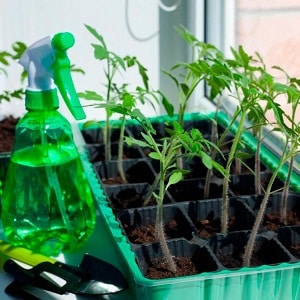 D'apparence fascinante, des fruits bicolores au goût étonnant : la tomate Alice's Dream