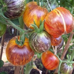 De aparência hipnotizante, frutas bicolores com sabor incrível: tomate Alice's Dream