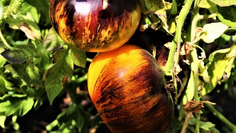 Nakakabighani sa hitsura, dalawang kulay na prutas na may kamangha-manghang lasa: Alice's Dream tomato