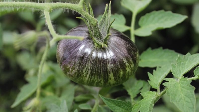 D'apparence fascinante, des fruits bicolores au goût étonnant : la tomate Alice's Dream