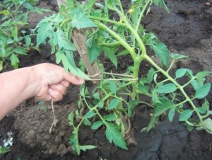 A godsend for gardeners - the Golden Mother-in-Law tomato: characteristics and description of the variety, cultivation and care