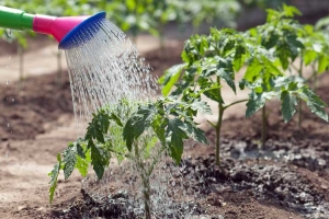 Penerangan mengenai tomato varieti Nanas: ciri penanaman mereka di tanah terbuka dan tertutup