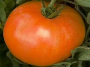 En gave for gartnere - den gylne svigermor-tomaten: egenskaper og beskrivelse av sorten, dyrking og stell