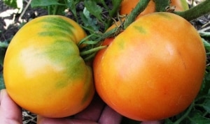 A godsend for gardeners - the Golden Mother-in-Law tomato: characteristics and description of the variety, cultivation and care