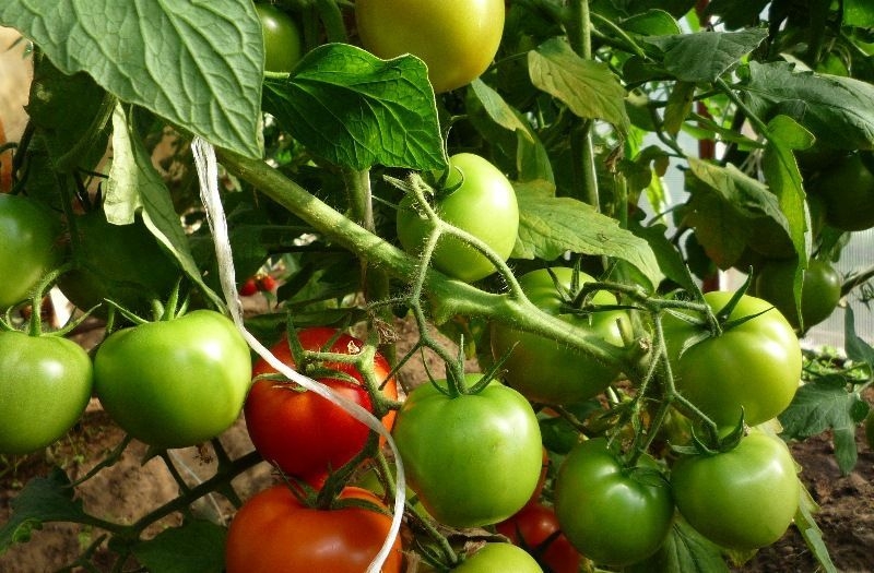 Er det verdt å plante en Betta-tomat på tomten din? Kjennetegn og bilder av sorten, nyanser av dyrking