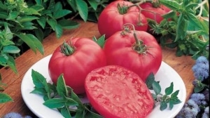 Caratteristiche dei pomodori Alsou: come coltivarli sapientemente per ottenere un raccolto ricco e sano