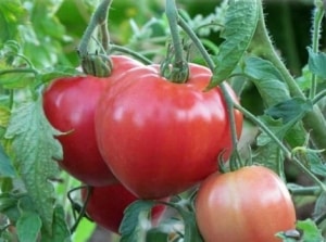 Característiques dels tomàquets Alsou: com cultivar-los amb prudència per obtenir una collita rica i saludable