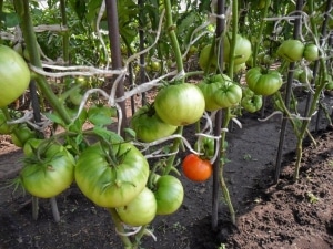 Kenmerken van Alsou-tomaten: hoe je ze verstandig kunt laten groeien om een ​​rijke en gezonde oogst te krijgen