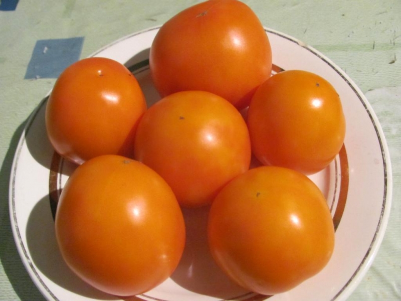 En gave for gartnere - den gylne svigermor-tomaten: egenskaper og beskrivelse av sorten, dyrking og stell