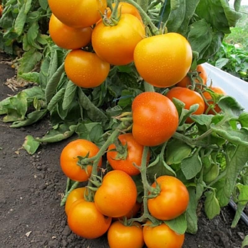 En gave for gartnere - den gylne svigermor-tomaten: egenskaper og beskrivelse av sorten, dyrking og stell